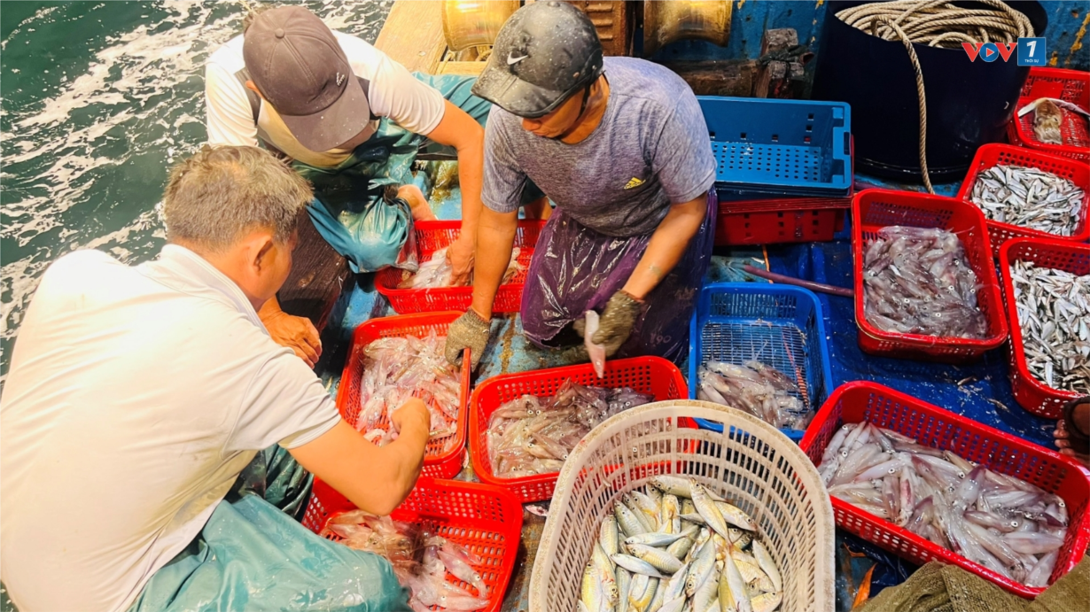 Ngư dân Quảng Bình trúng vụ mực khi câu trên vịnh Hòn La (06/08/2024)